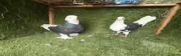 Pigeons birds for sale: Beautiful Vaccinated Pigeons – Quick Sale £20 - Advert 21