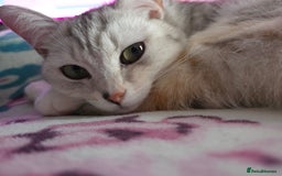 British Shorthair cats for stud: Pretty BSH looking for STUD - Image 4