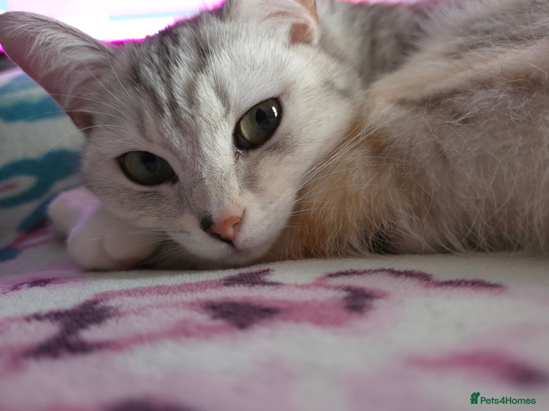 British Shorthair cats for stud: Pretty BSH looking for STUD - Image 4