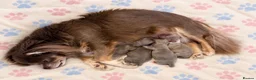 Chihuahua dogs for sale: Exceptional Litter,  Lilac Long-Haired Chihuahuas  in Washington - Advert 2
