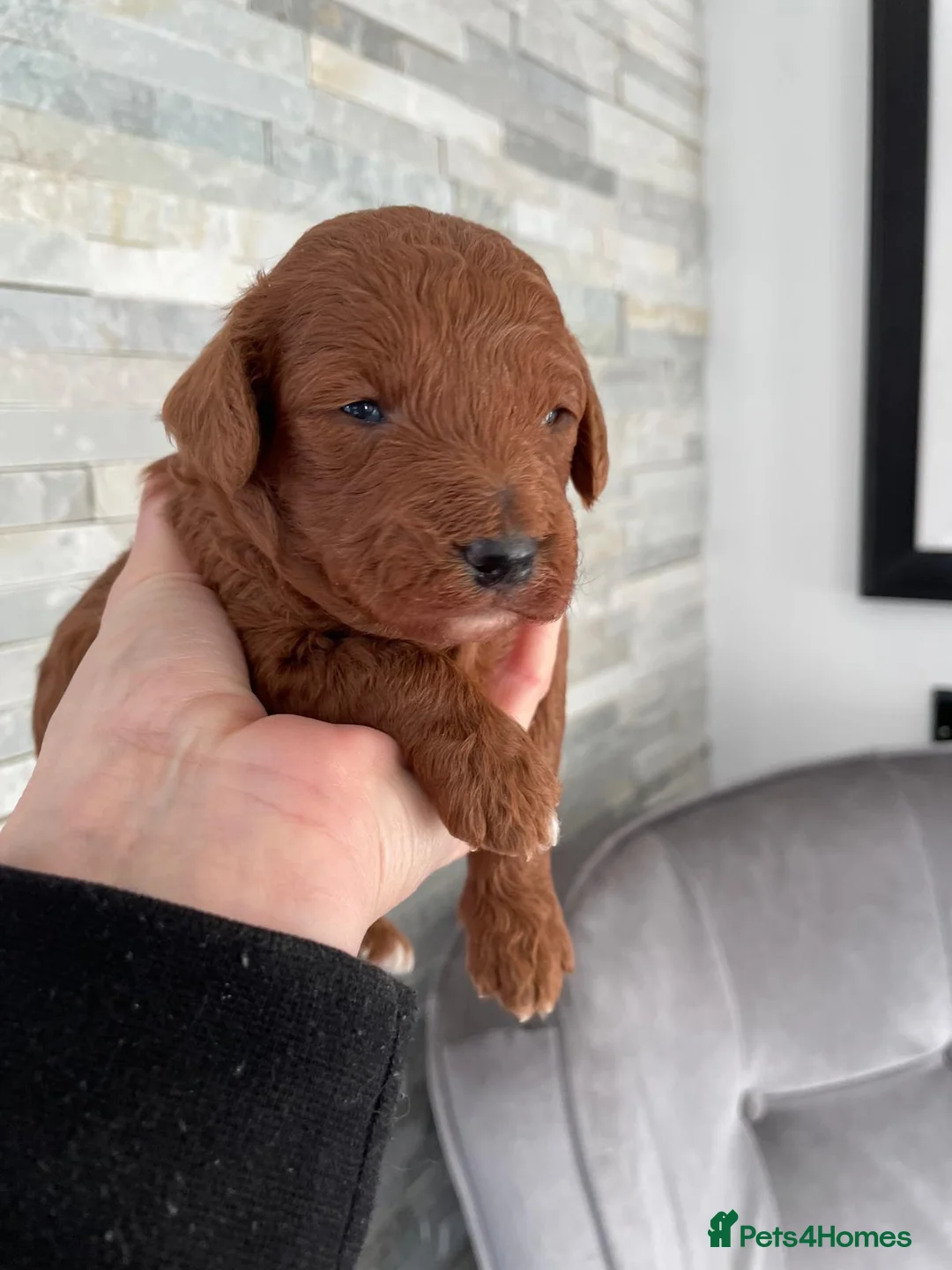 Miniature Poodle dogs for stud: EXTENSIVELY HEALTH TESTED POODLE FOR STUD - Advert 17