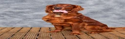 Mixed Breed dogs for sale: Golden Irish  - Advert 2