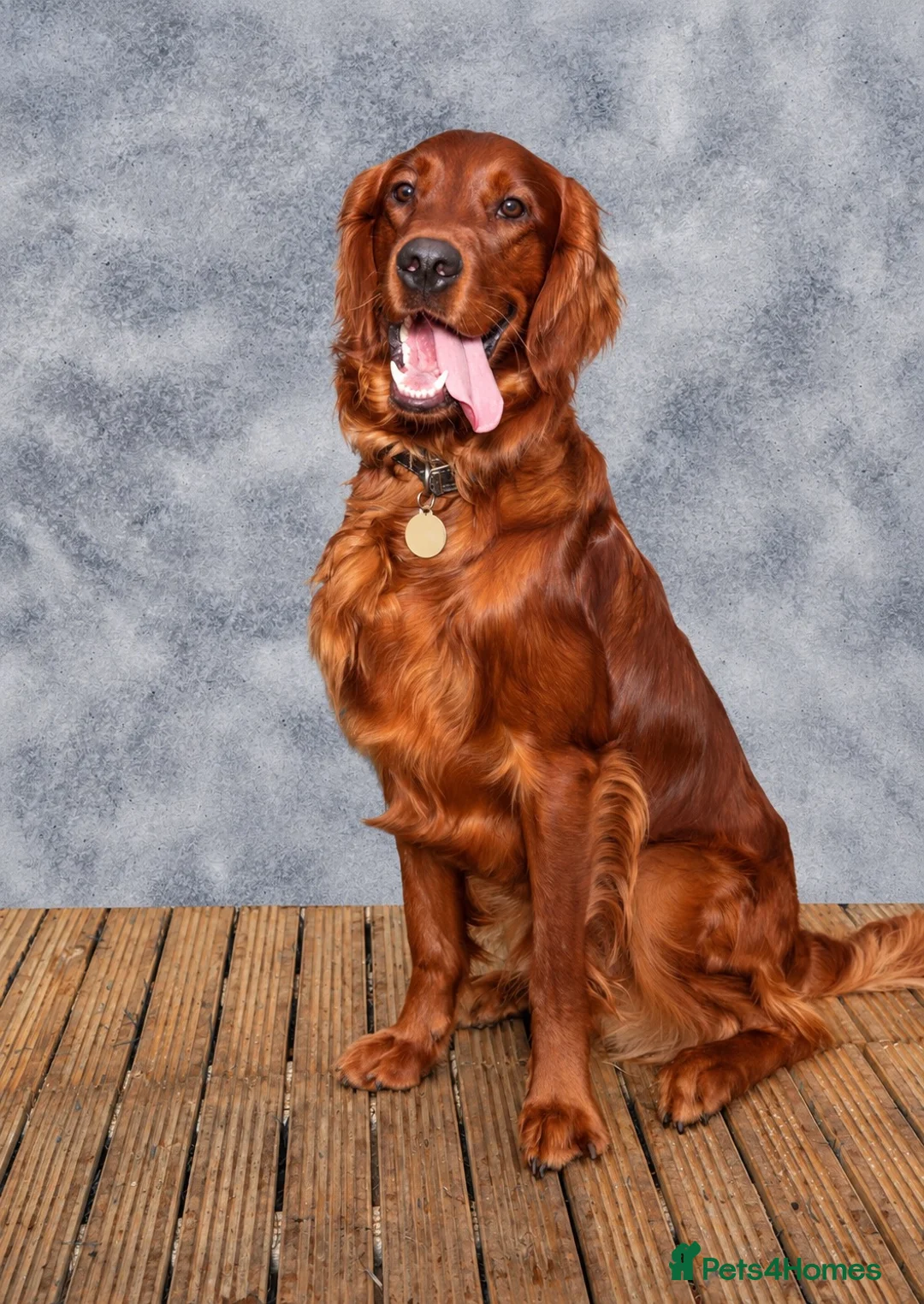 Mixed Breed dogs for sale: Golden Irish  - Advert 2