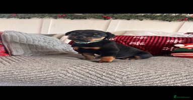 Rottweiler dogs * 1 Left* German Lines - Chunky Rottweiler Puppies - Advert 2