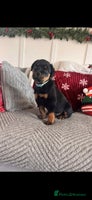 Rottweiler dogs * 1 Left* German Lines - Chunky Rottweiler Puppies - Advert 2
