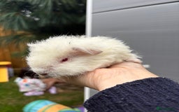 Guinea Pig rodents for sale: Lovely piggies, sheltie, Rex and Peruvian  - Image 18