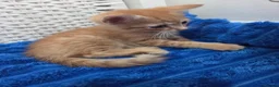 American Shorthair cats for sale: Ginger Male 8 Week Old Kitten - Advert 10
