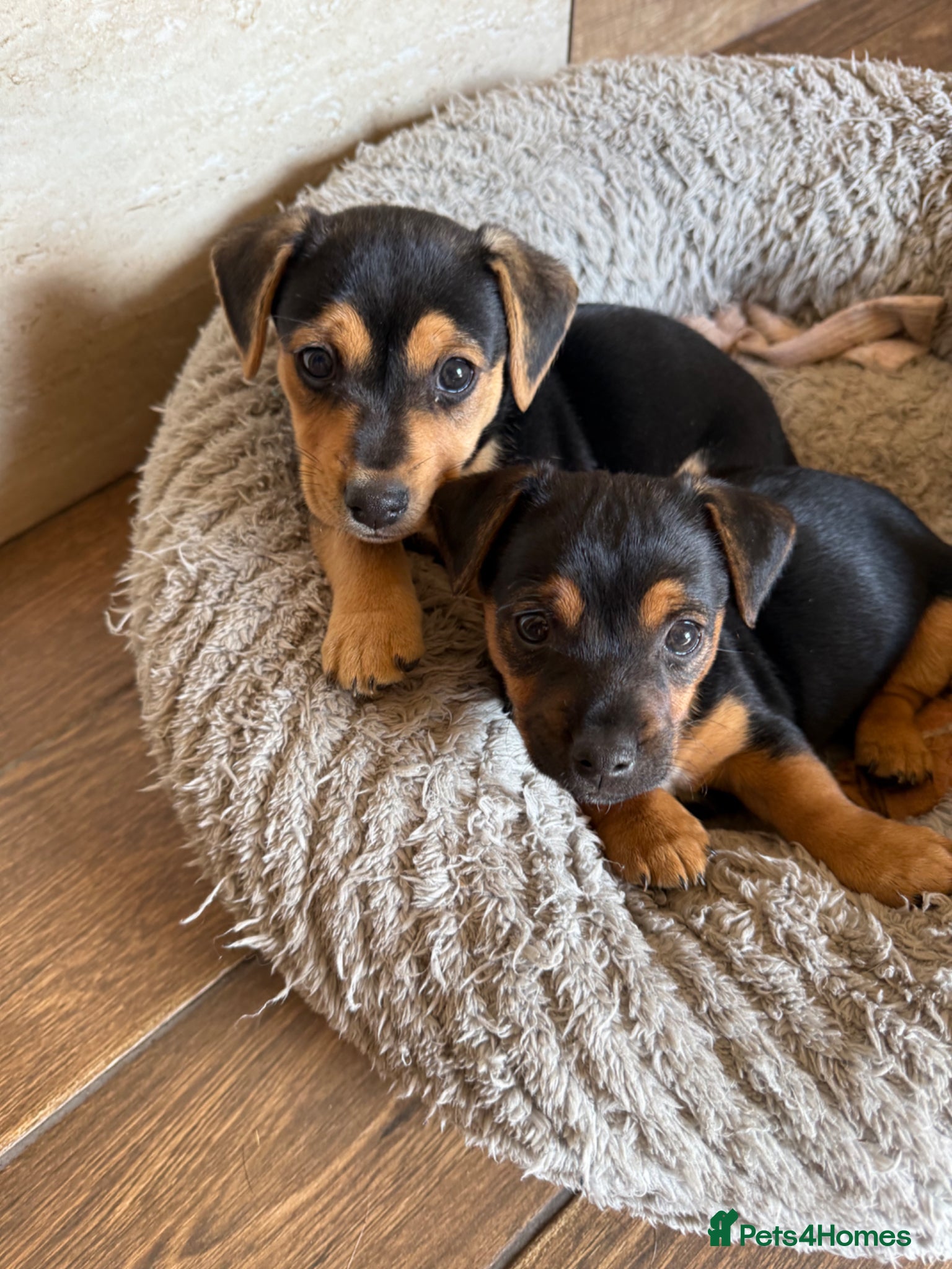 Jack Russell dogs Black and Tan Jack Russell’s  - Advert 1