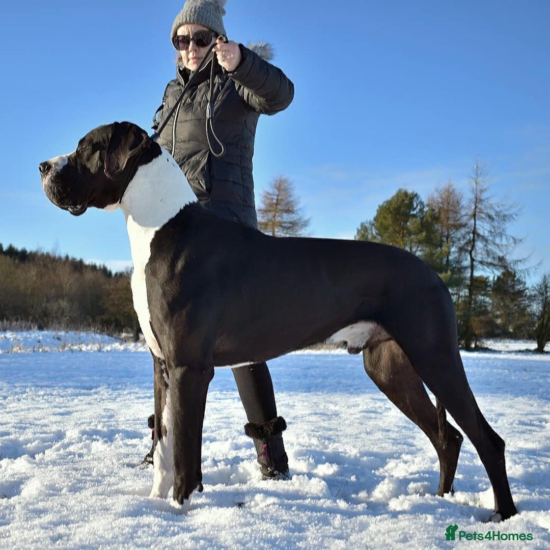 Great Dane dogs for stud: OPEN FOR STUD Stunning Apollo in Bathgate - Image 11