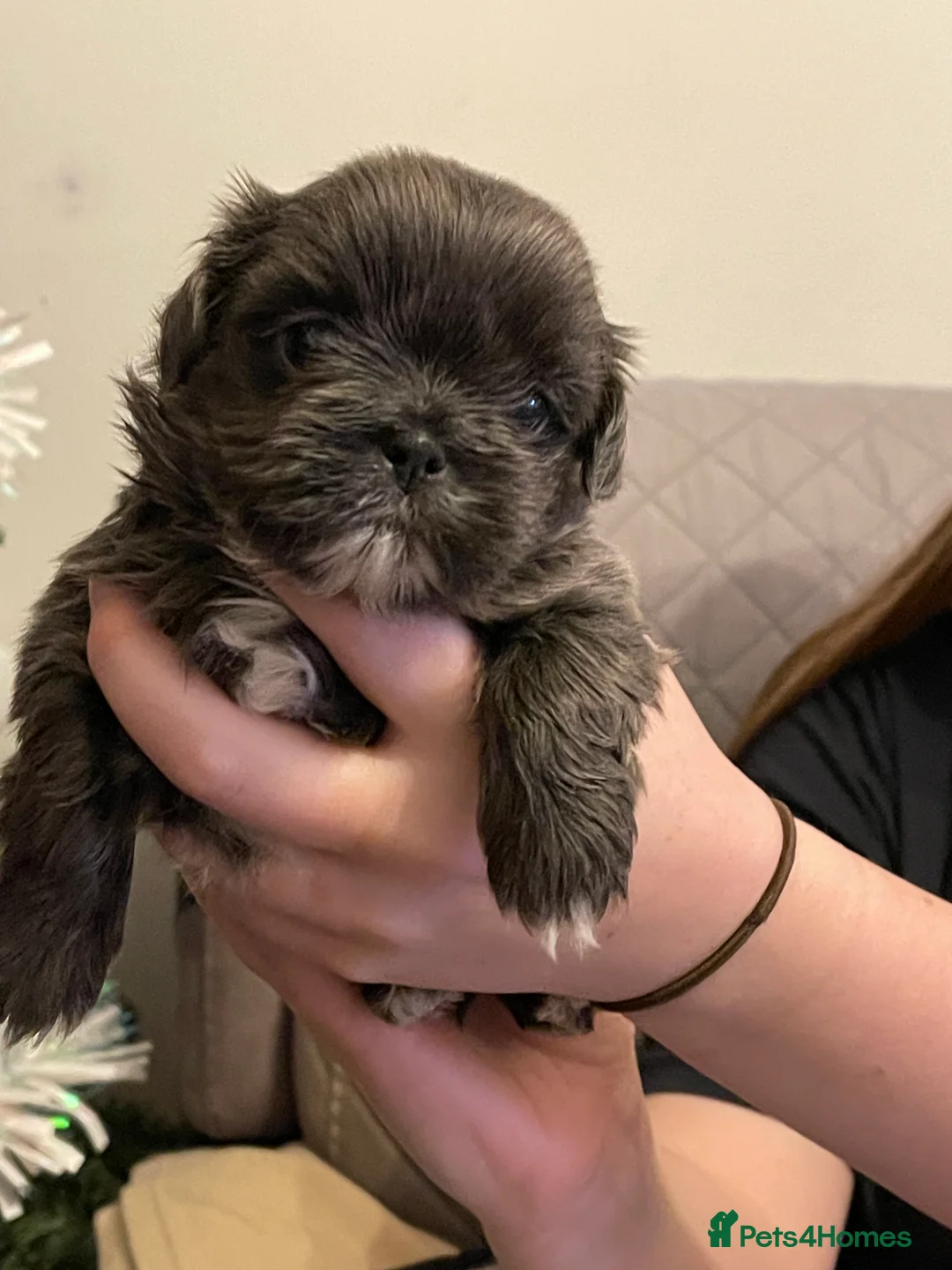 Shih Tzu dogs for sale:  imperial shihtzu dobie carriers karishishi only 2 - Advert 26