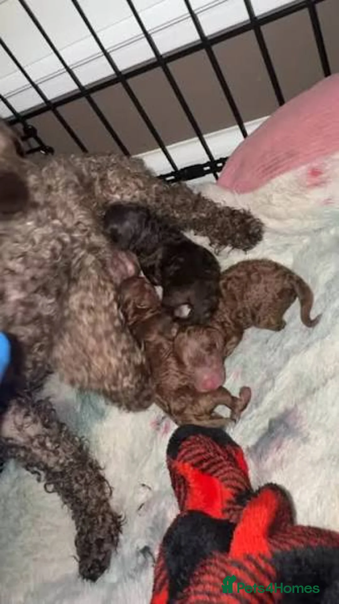 Toy Poodle dogs for sale: Stunning show type toy poodles  in Washington - Advert 8