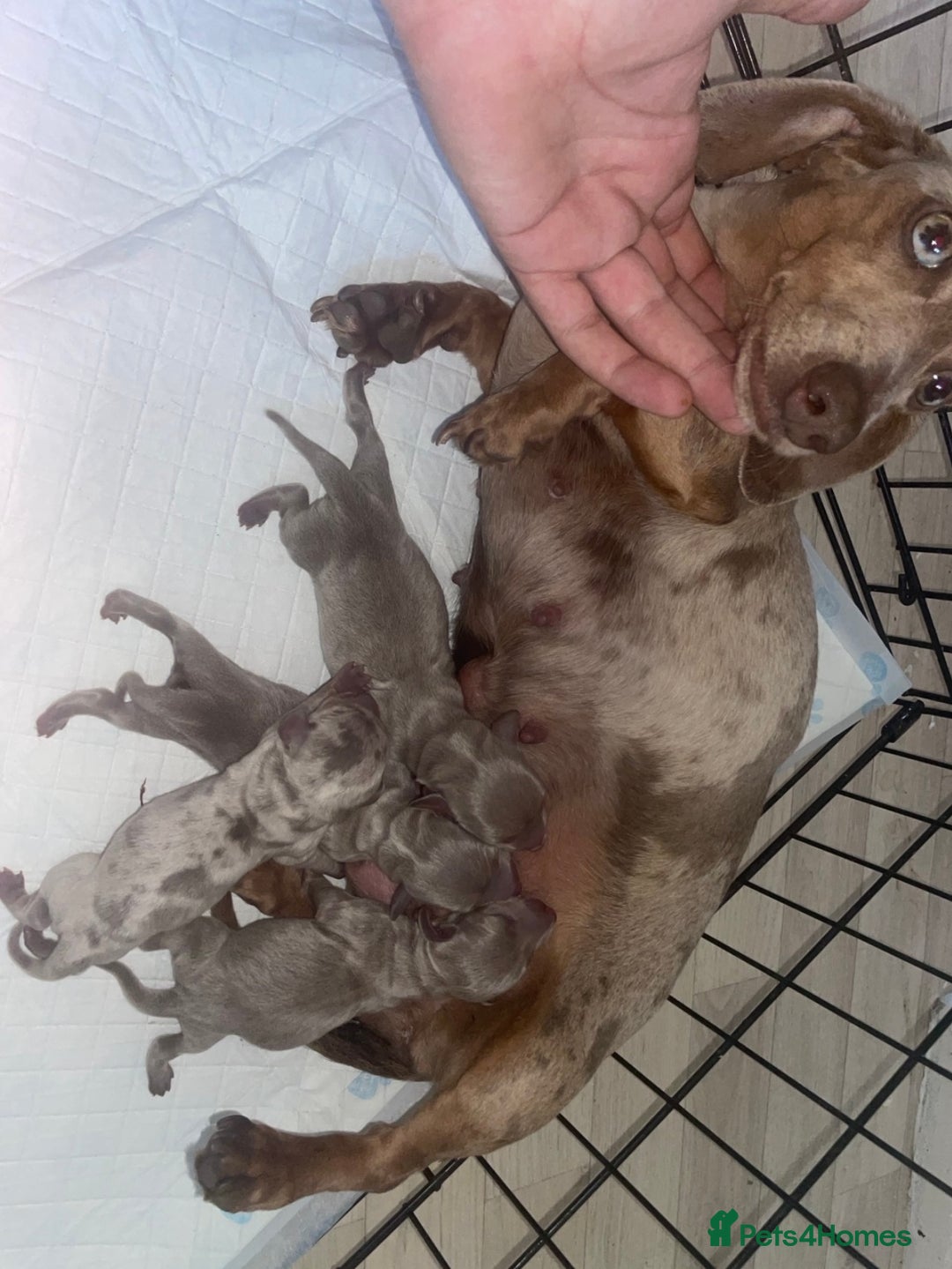 Miniature Dachshund dogs for sale: Miniature dachshund puppy’s  - Advert 1