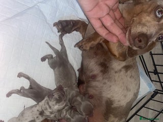 Miniature Dachshund dogs for sale: Miniature dachshund puppy’s - Advert 1