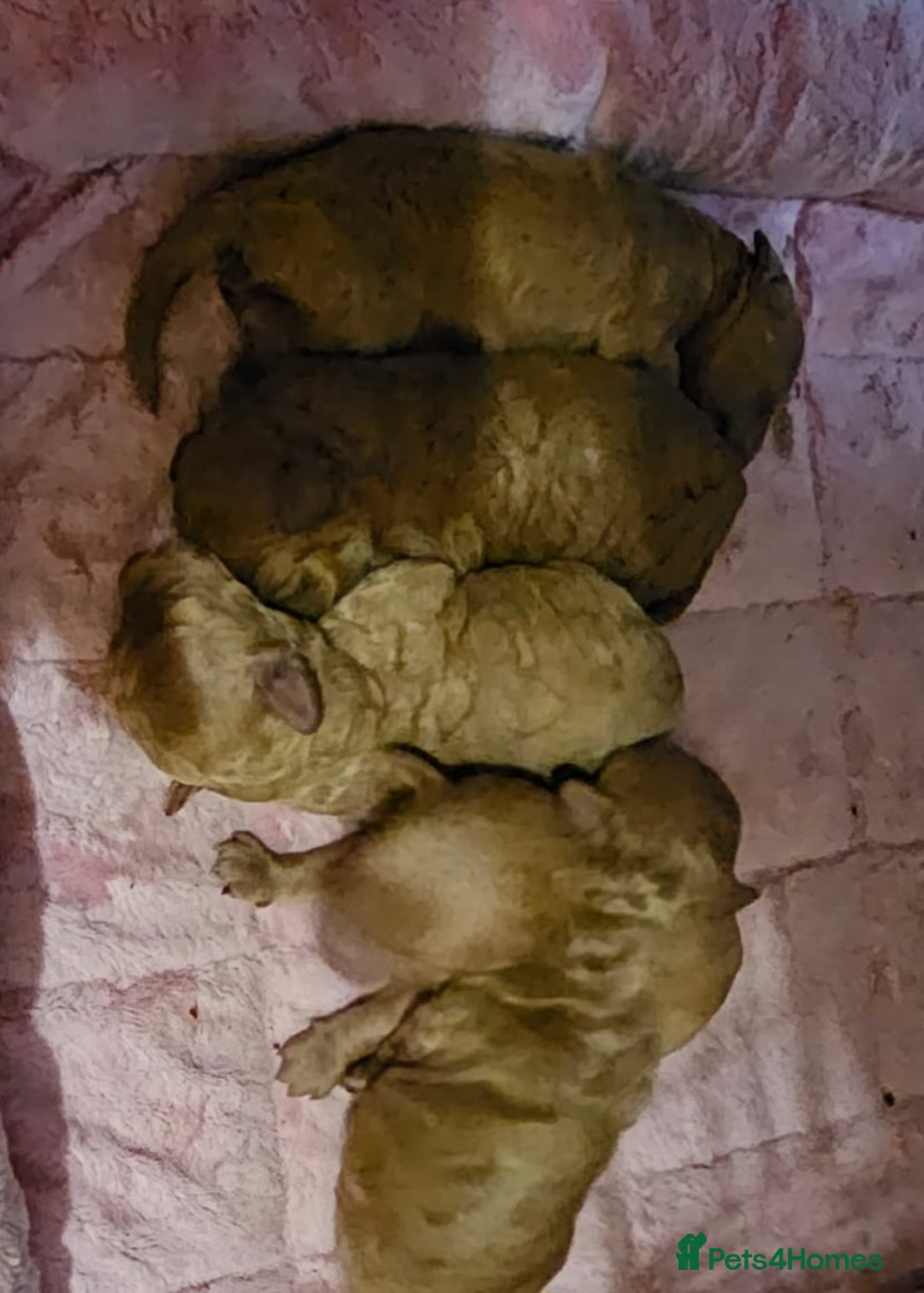 Miniature Poodle dogs for stud: Kc Minature Poodle for stud - Image 13