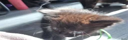 Norwegian Forest Cat cats for sale: Beautiful Norwegian Forest kittens - Advert 8