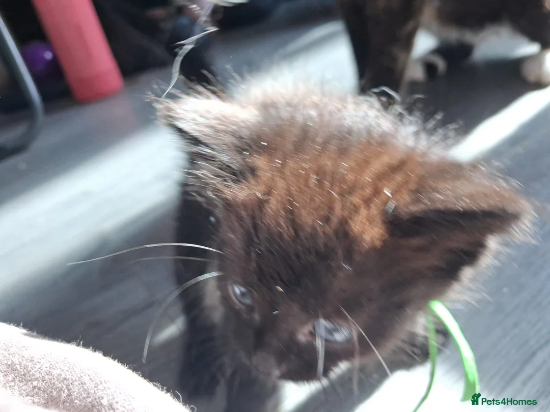 Norwegian Forest Cat cats for sale: Beautiful Norwegian Forest kittens - Advert 8