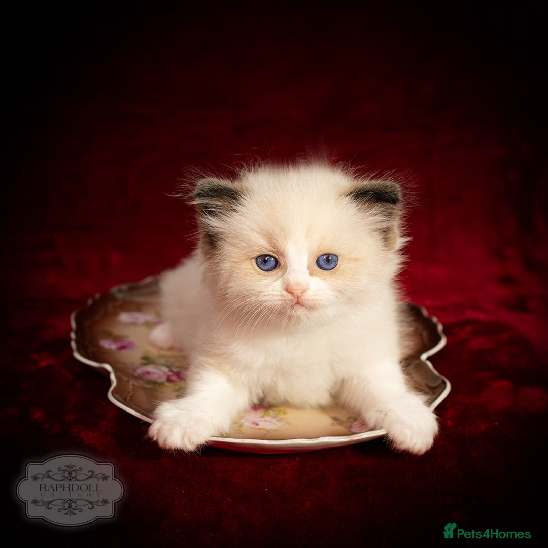 Ragdoll cats for sale: Ragdoll Seal Bicolor Kitten Girl TICA in London - Image 3
