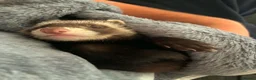 Ferret rodents for sale: Two Male Ferrets - Advert 2