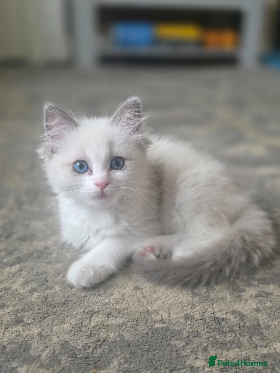 Ragdoll cats for sale: Ragdoll kitten for sale - Advert 1