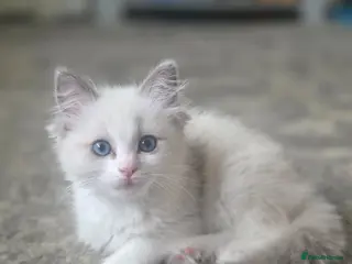 Ragdoll cats Ragdoll kitten for sale - Advert 4