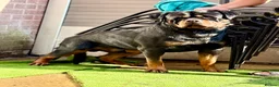 Rottweiler dogs for stud: PUREBREAD ROTTWEILER MALE FOR STUD !! - Advert 4