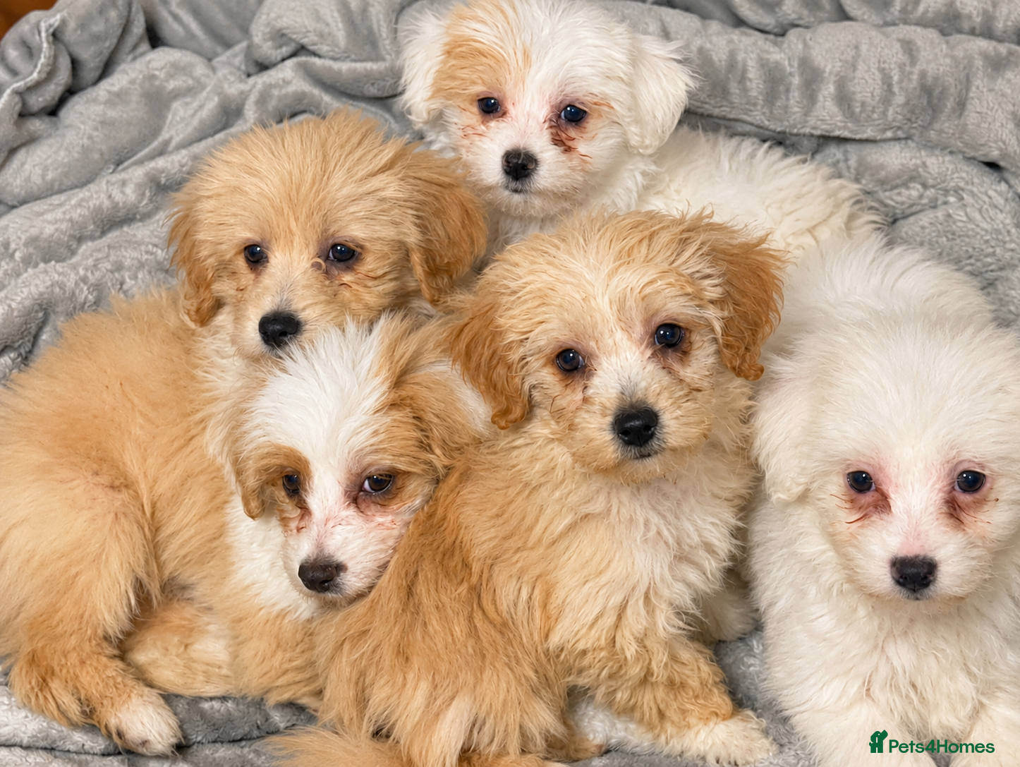 Maltipoo dogs ***Ready to go *** Stunning Maltipoo Puppies - Advert 1