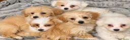 Maltipoo dogs for sale: Rare Red Parti and Biscuit Maltipoo Puppies - Advert 1