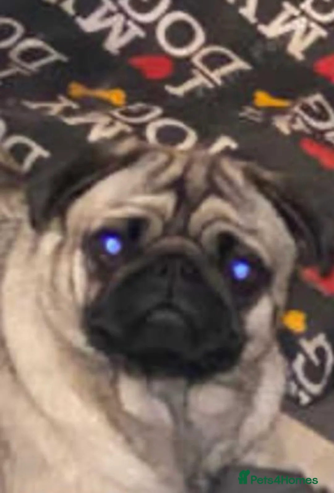 Pug dogs for sale: Black and Tan male pug  - Advert 2