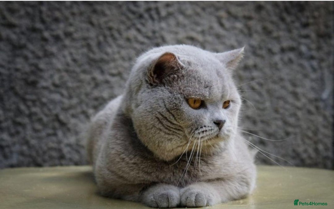 British Shorthair cats for sale:  🧶🐈‍⬛💫ADORABLE BSH KITTIES  💫🐈‍⬛🧶 - Advert 4