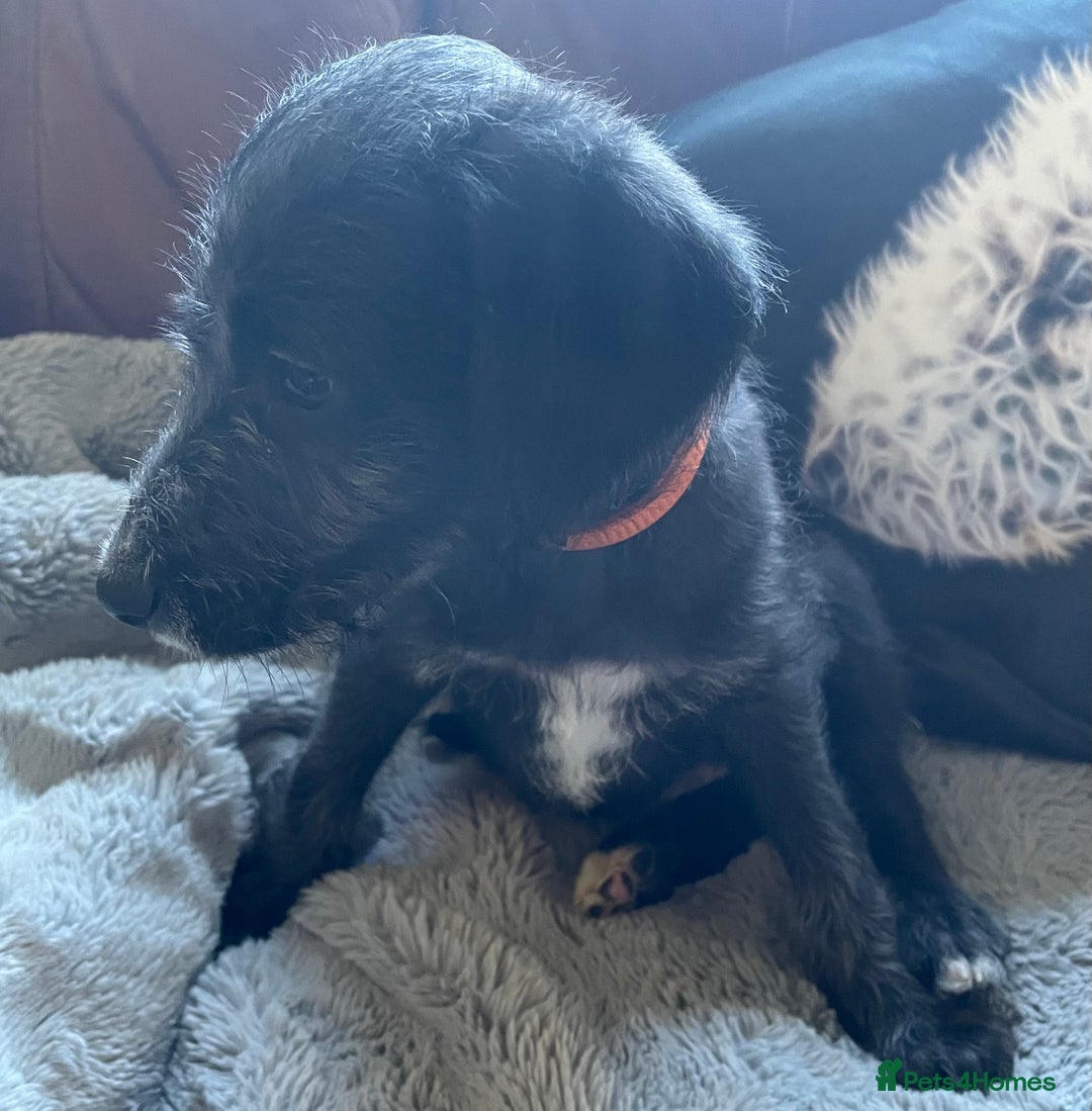 Mixed Breed dogs for sale: F1 Beddy  whippet out of KC health tested parents - Image 3