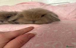 Mini Lion Lop rabbits for sale: Gorgeous fluffy little mini lion lop baby bunny’s  - Advert 13