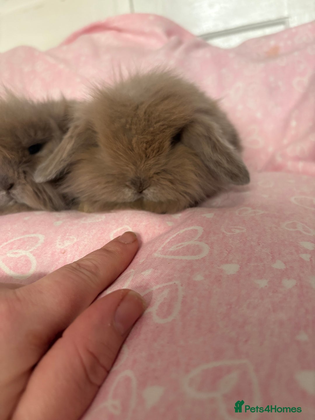 Mini Lion Lop rabbits for sale: Gorgeous fluffy little mini lion lop baby bunny’s  - Advert 13