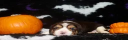 Beagle dogs for sale: Champion sired beagle puppies - Advert 5