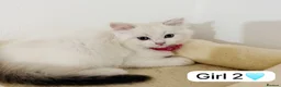 Mixed Breed cats for sale: Gorgeous British Short Hair mixed with Ragdoll in Enfield - Advert 5