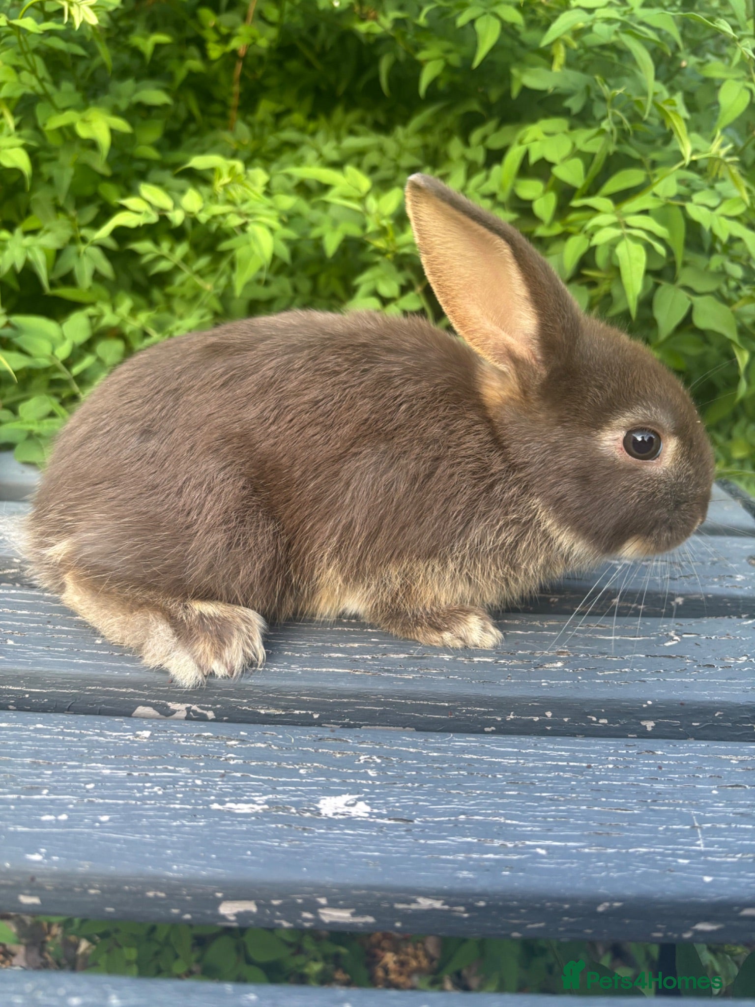 Mini Lop rabbits mini lop cross' - some ready to be reserve - Advert 1