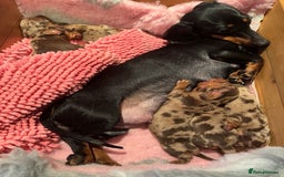 Miniature Dachshund dogs for sale: ❤️🐾💫 Outstanding Miniature Dachshunds 🐾❤️💫 - Image 2