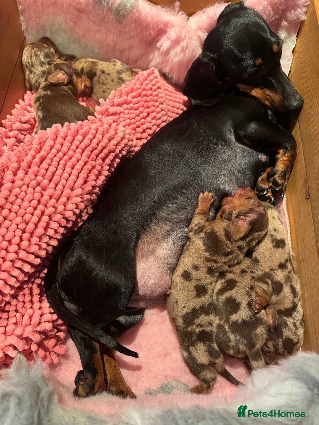 Miniature Dachshund dogs for sale: ❤️🐾💫 Outstanding Miniature Dachshunds 🐾❤️💫 - Image 2