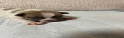 French Bulldog dogs for sale: French bulldog  in Peterborough - Advert 7