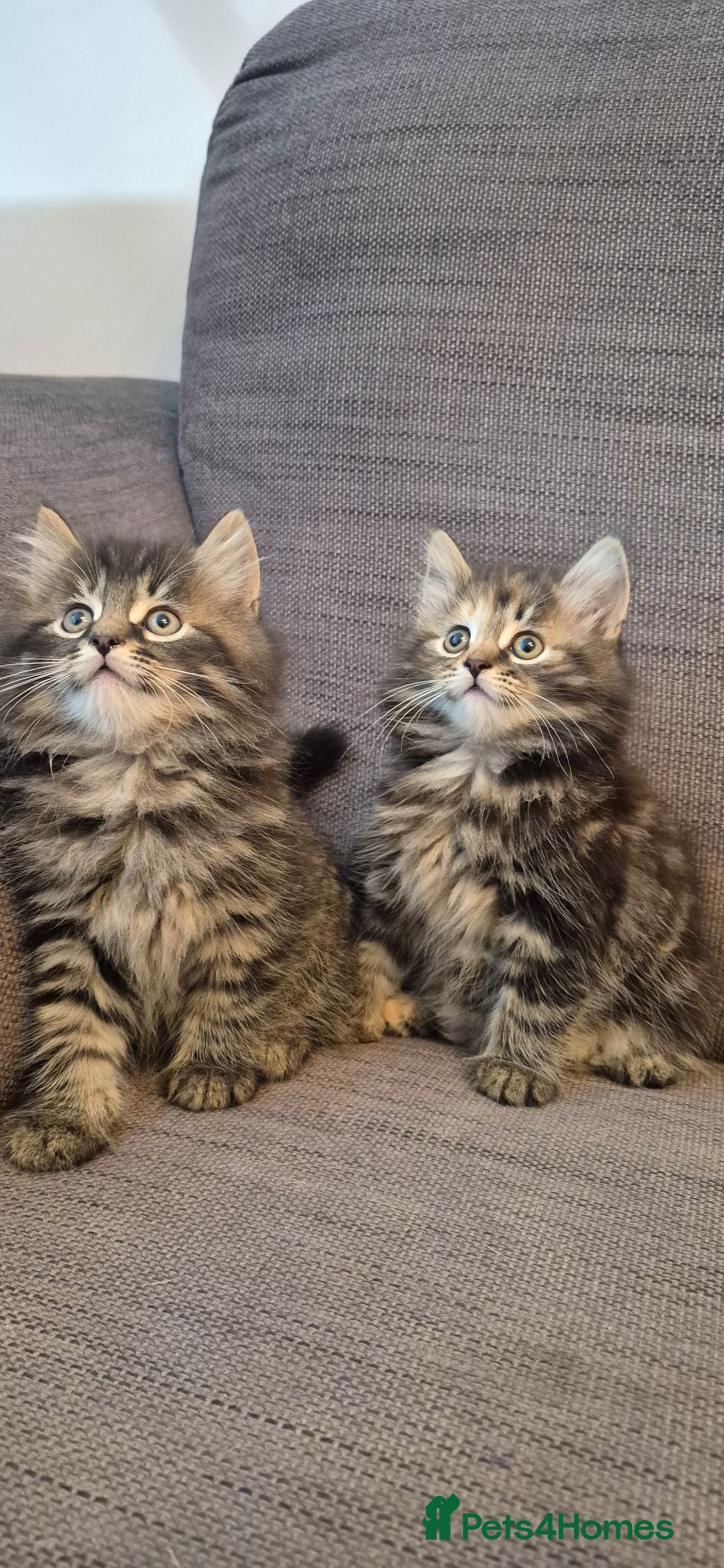 Mixed Breed cats 5 beautiful kittens - Advert 1