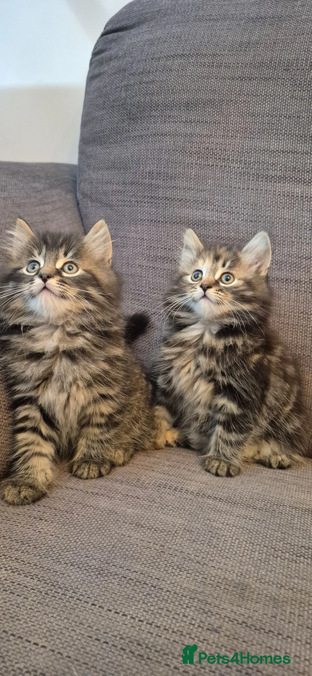 Mixed Breed cats for sale: 5 beautiful kittens - Advert 1
