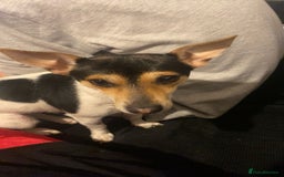 Jack Russell dogs for adoption: 💖🐶 DAISY 🐶💖 - Image 2