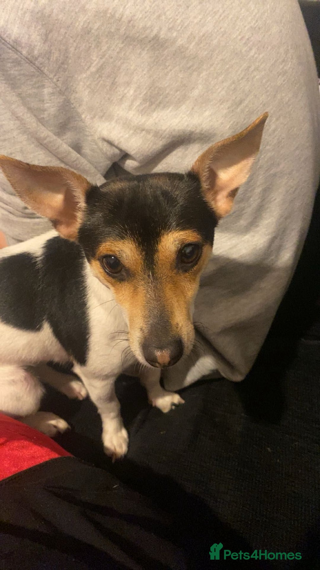 Jack Russell dogs for adoption: 💖🐶 DAISY 🐶💖 - Image 2