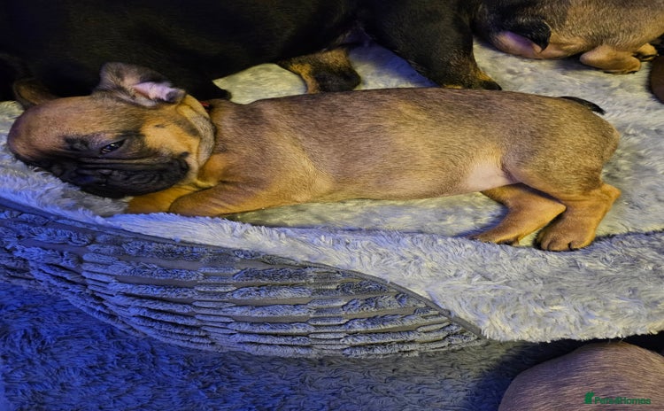 French Bulldog dogs Last 3 females left - Advert 11