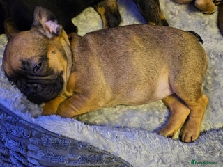 French Bulldog dogs Last 3 females left - Advert 2