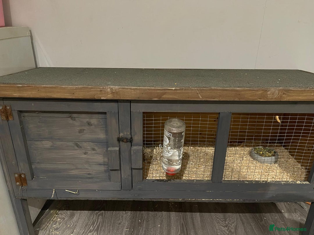 Guinea Pig rodents for sale: Two beautiful guinea pigs with cage FREE!!!!! - Advert 5