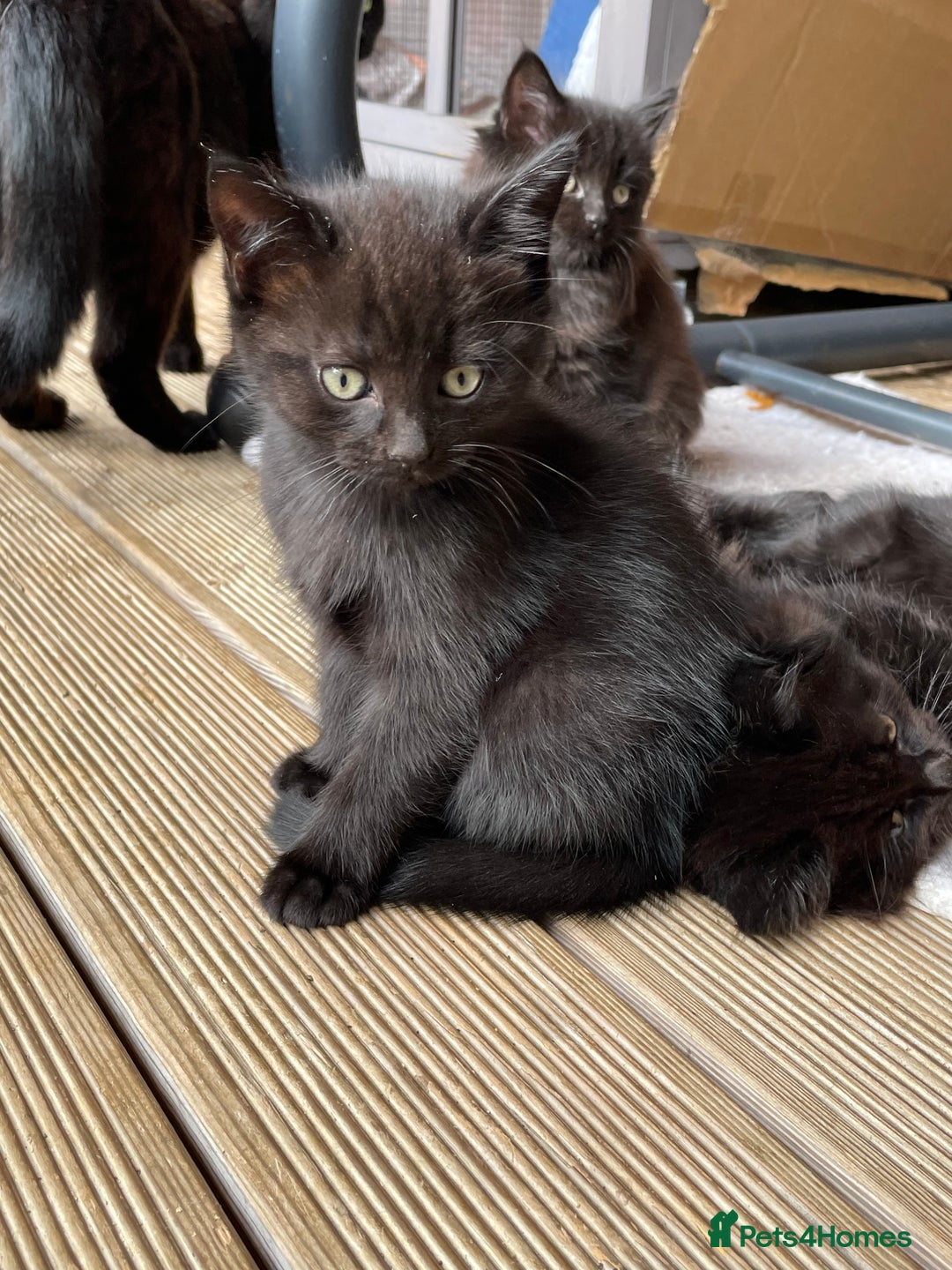 Mixed Breed cats for sale: 4 beautiful mixed breed kittene - Image 5