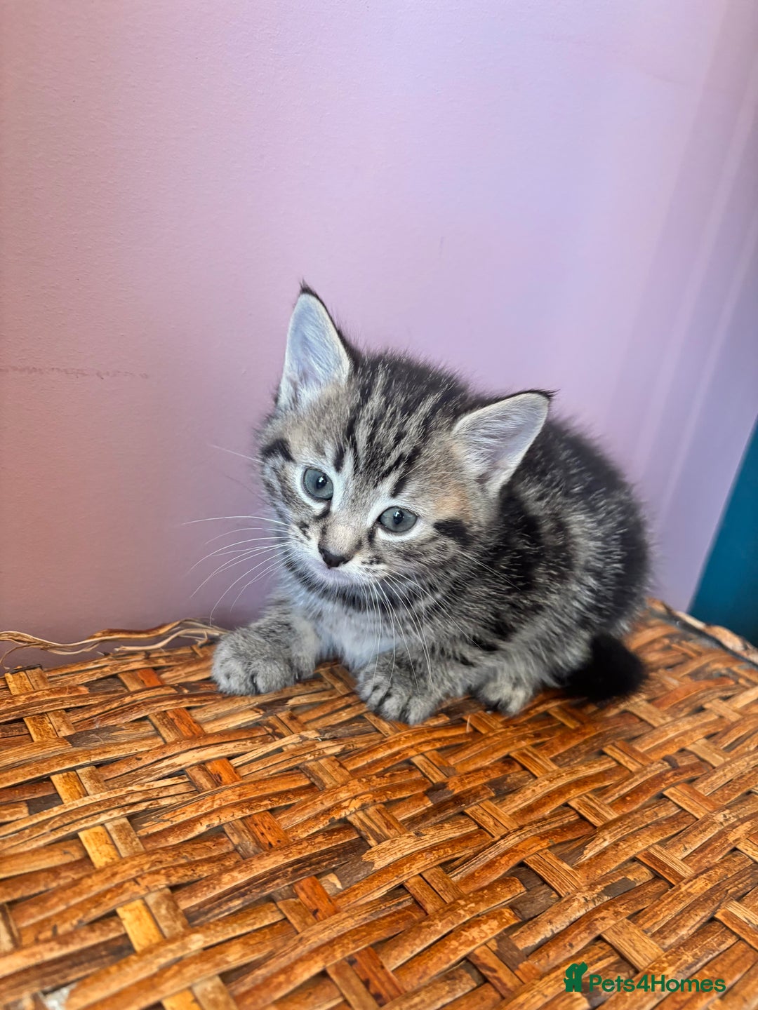 Mixed Breed cats for sale: Kittens for Sale  - Advert 6