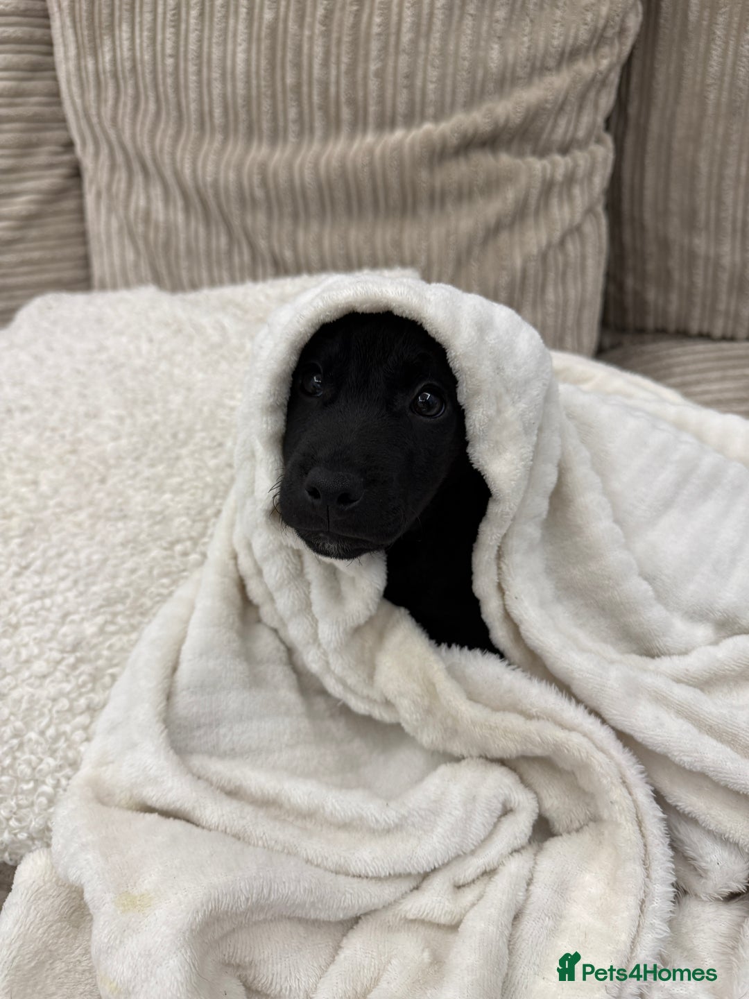 Patterdale Terrier dogs for sale: Hugo Patterdale Terrier Puppy - Advert 2