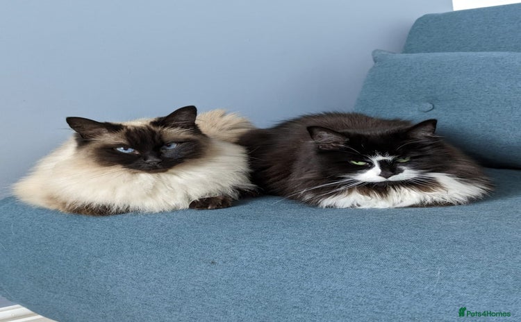 Ragdoll cats - Advert 5