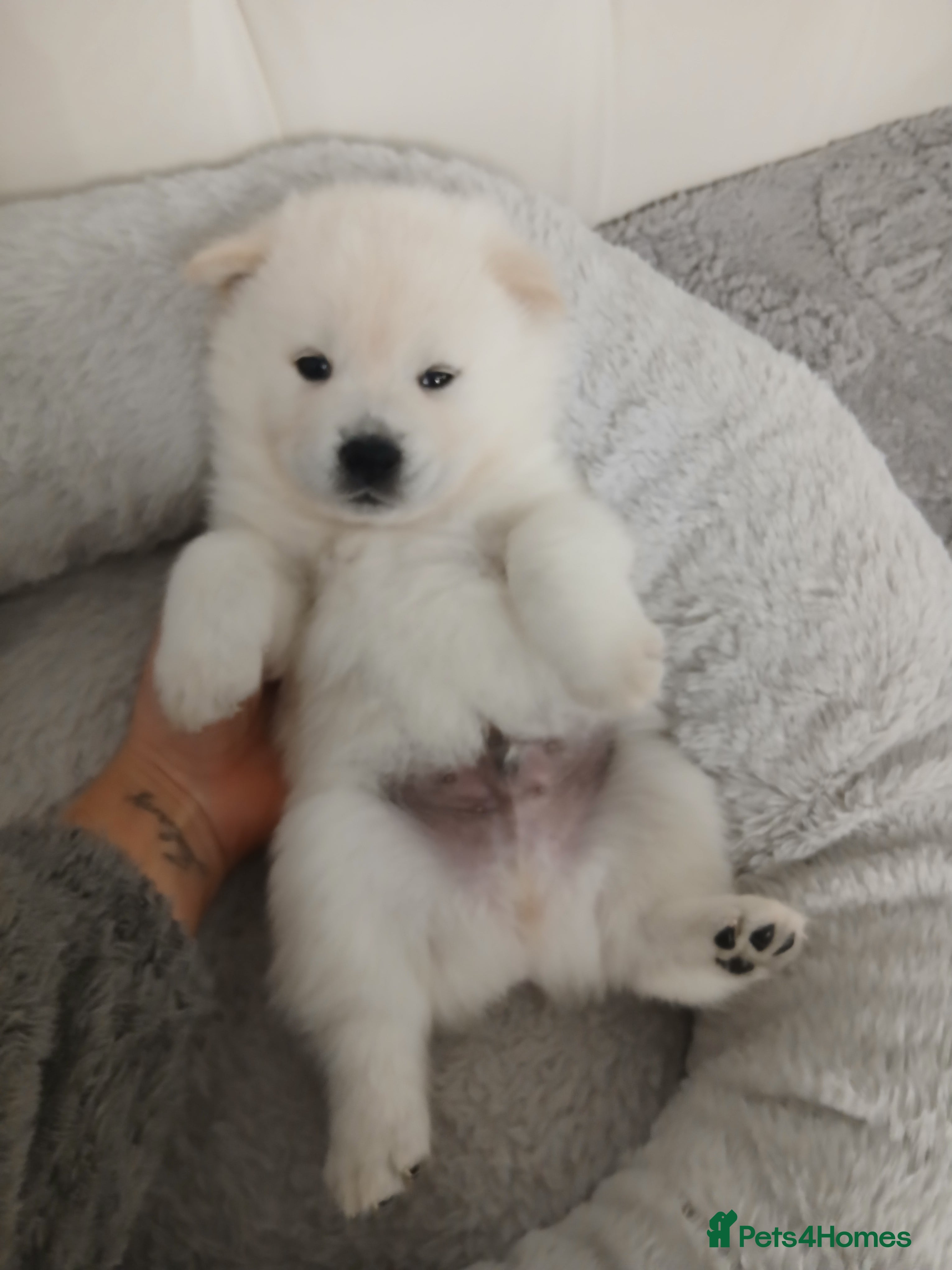 Mixed Breed dogs 5 stunning hybrid chowskis pups - Advert 5